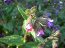 Lungenkraut - Pulmonaria officinalis * 2013 x 1509 * (447KB)